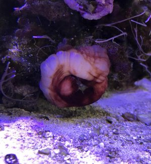 Screen Shot 2017-12-20 at 8.47.51 AM.jpg