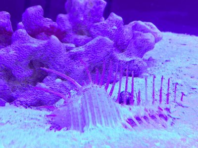 Screen Shot 2017-11-05 at 8.36.12 PM.jpg