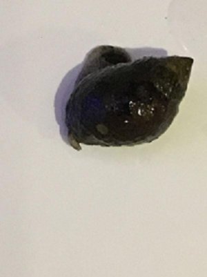 snail.jpg