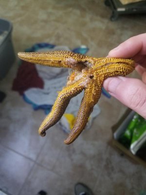star.jpg