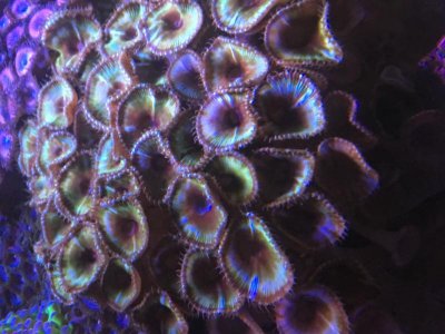 CinammonPolyps.jpg