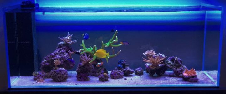 Tank2.jpg