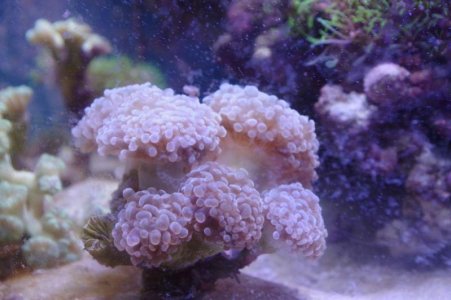 tn_7head frogspawn colony.jpg