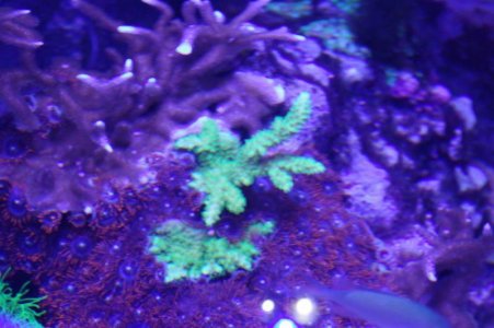 tn_fl green acro mini colonoy.jpg
