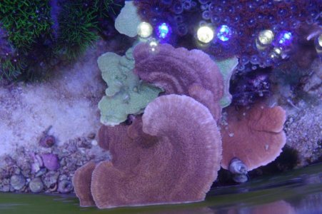 tn_red brown and green cap monit.jpg