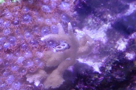 tn_tan blue tip acro mini colony.jpg
