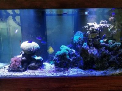 Full Aquarium sm.jpg