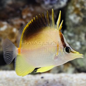 Carribean Longsnout Butterflyfish.jpg