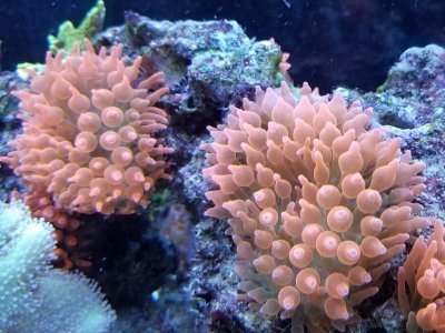 anemone.jpg