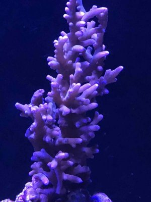 IMG_0161.jpg IMG_0161.jpg