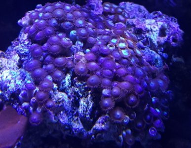 Zoas ID.jpg