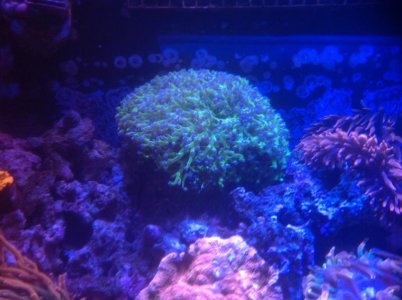 IMG_0585.jpg