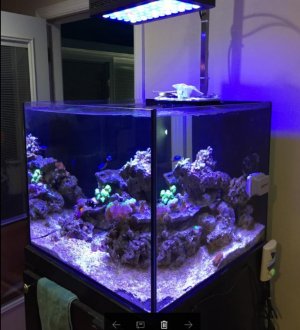 fish.jpg