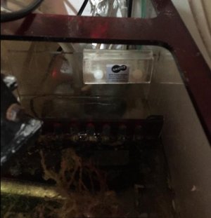 fish9.jpg