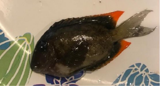 Tang 2.jpg
