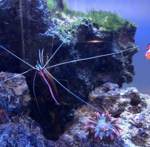 Screen Shot 2018-01-06 at 9.04.21 AM.jpg