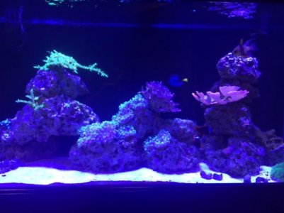 coral.jpg