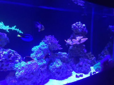 coral2.jpg
