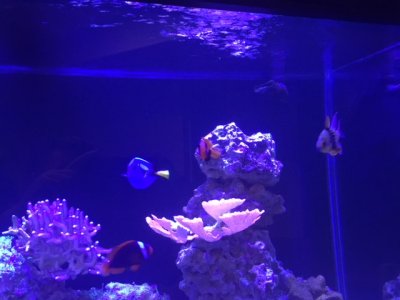 fish.JPG