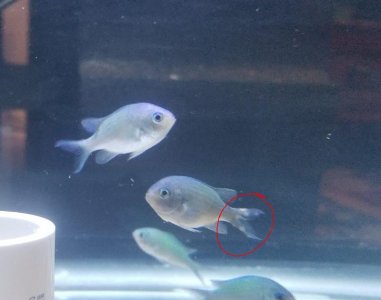 chromis fin 1v1.jpg