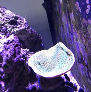 Screen Shot 2017-11-20 at 1.36.51 PM.jpg