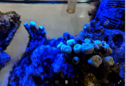 micro algae.jpg micro algae.jpg