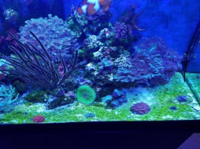 algae 1.jpg