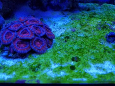 Algae 2.jpg