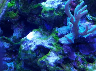 Algae 3.jpg