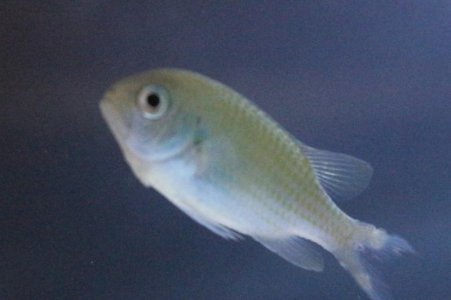 Chromis 2.jpg
