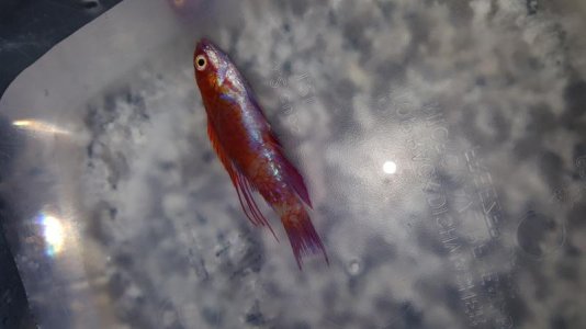 20180107_215126.jpg