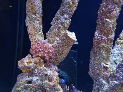Red Goniopora as of 1-9-18.jpg