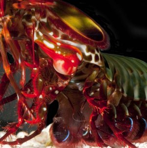 O scyllarus courtship early ejaculation crop small.jpg