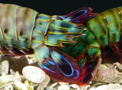 Os courtship uropod spines SMALL.jpg
