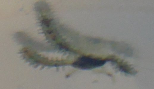 starfish hitchhiker.jpg