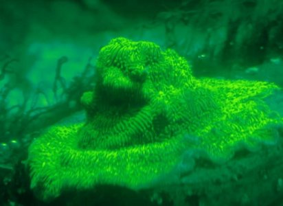 2017-11-26 11_55_57-Online Image Editor _ Pixlr Express.jpg