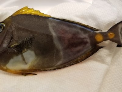 Naso Tang 2.jpg