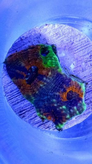 IMG_20180117_182713.jpg