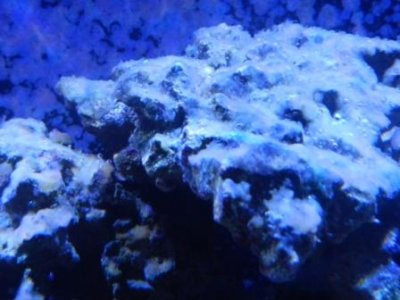 algae growth on live rock.JPG