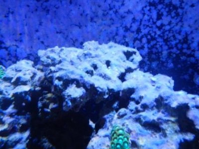 algae on live rock 2.JPG