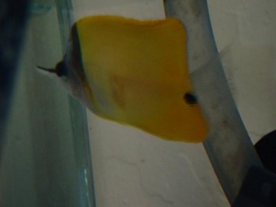 longnose3.jpg