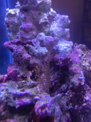 Coral ID question.jpg