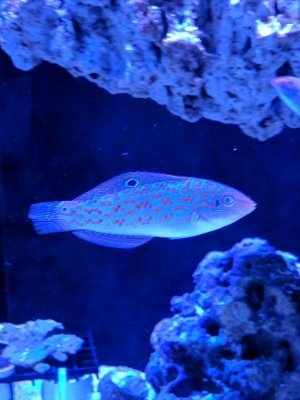 IMG_20171208_191301.jpg