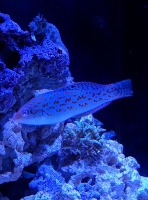 IMG_20171208_191157.jpg