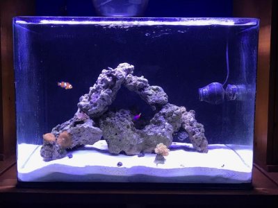 30 gallon tank jan 2018.jpg