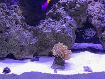 frogspawn jan 2018.jpg