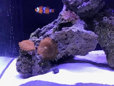 mushrooms jan 2018.jpg