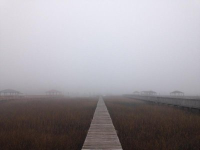 fog savannah.jpg