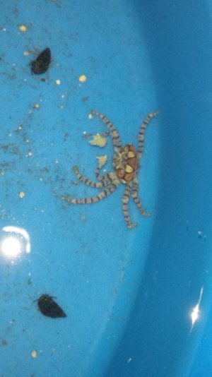 mystery crab.jpg