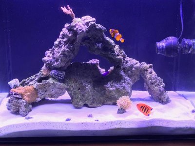 montipora digitata feb 2018.jpg